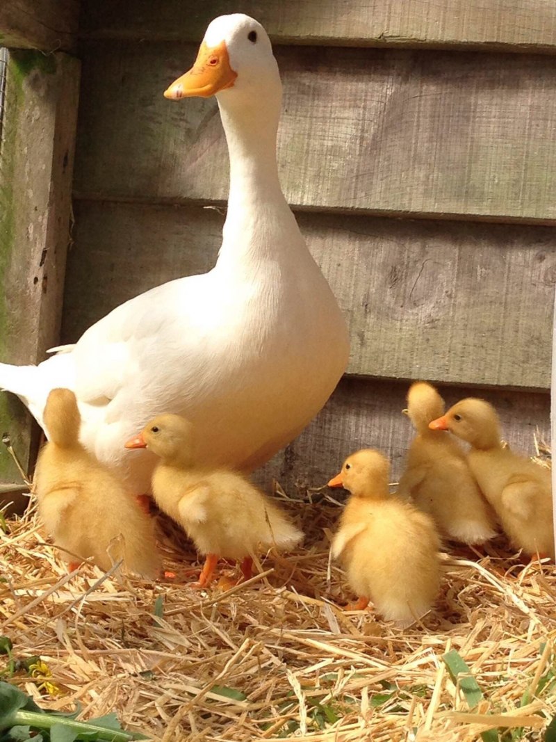 Бройлерная утка Мулард