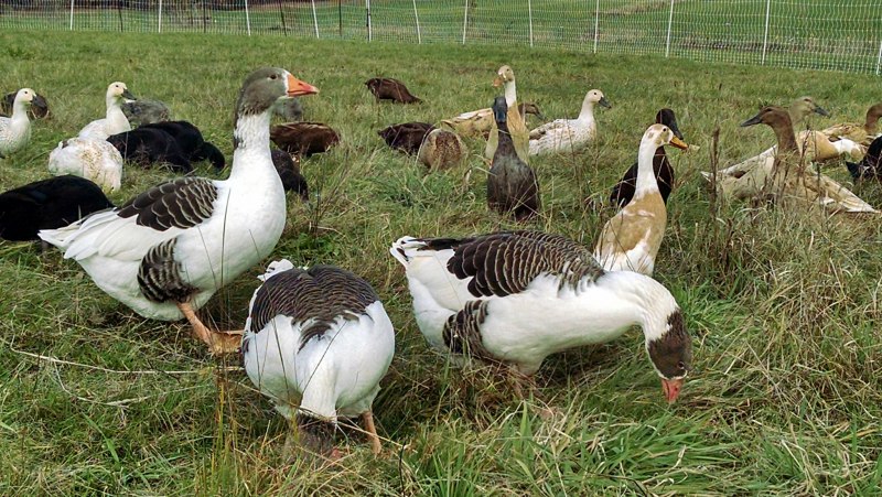 Птицеводство гуси