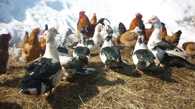 Куры и гуси вместе