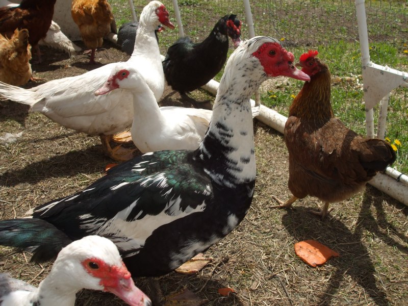 Индоутка курятник