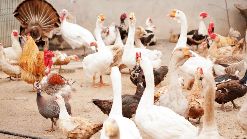 Куры утки индюки