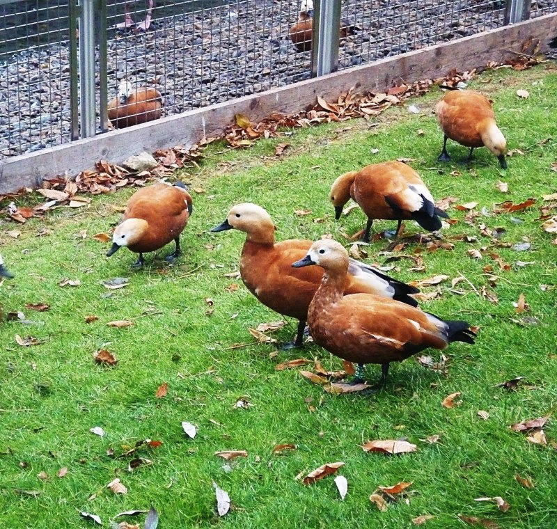 Утка на лужайке