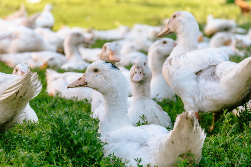 Куры гуси утки индюки