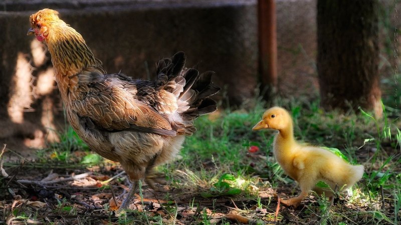 Уточка и Курочка