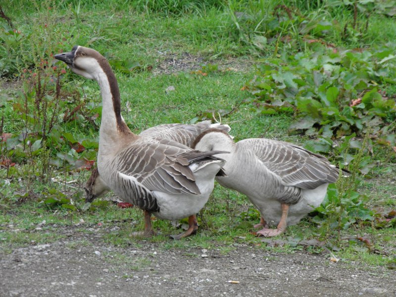 Куры гуси индюки