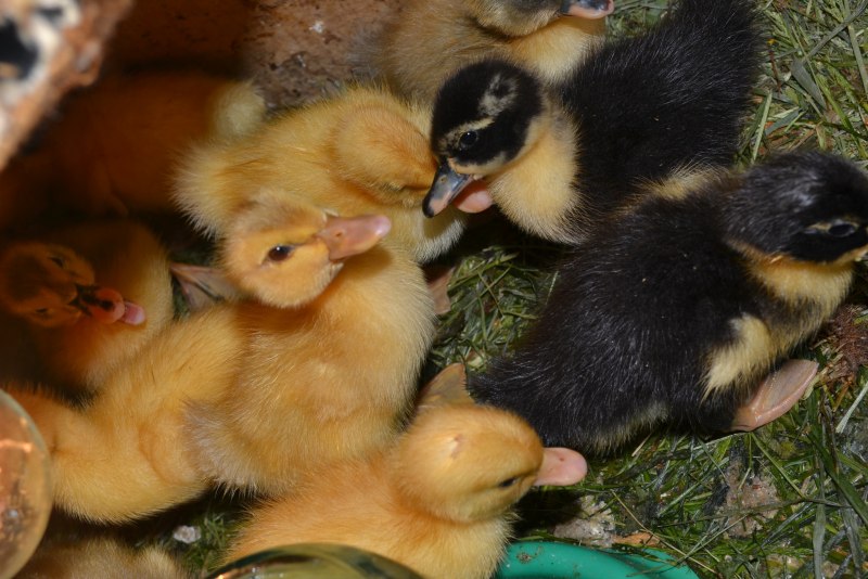 Цыплята утята гусята