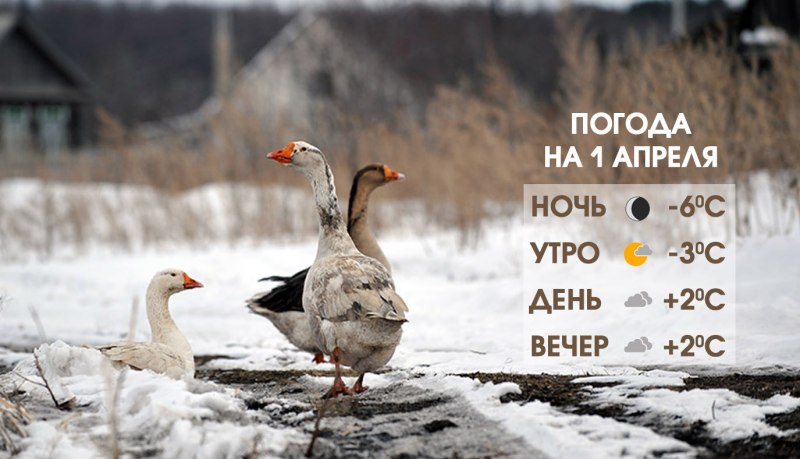 Гуси зимой
