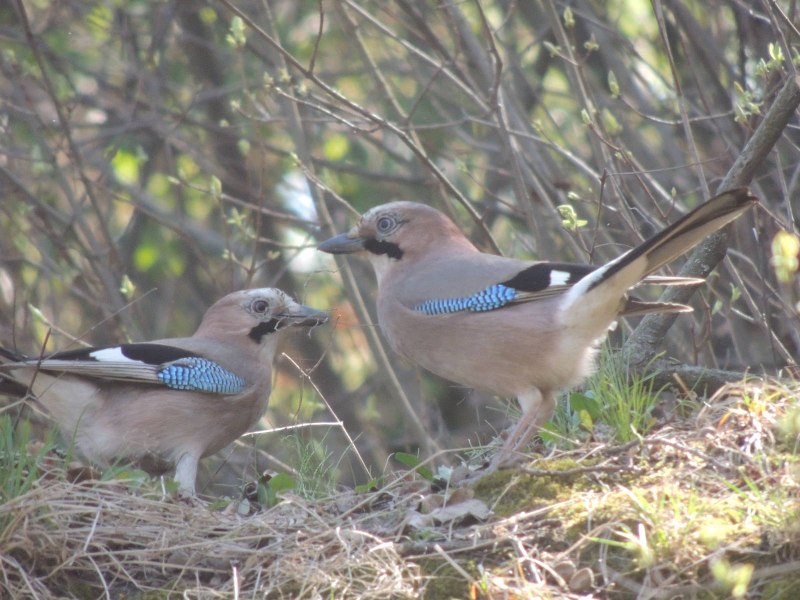 Сойка обыкновенная garrulus glandarius