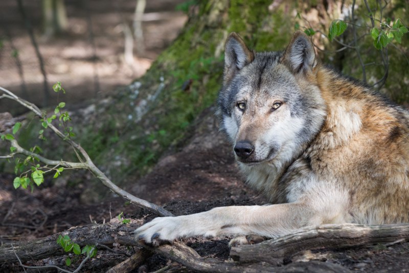 Canis Lupus tundrarum
