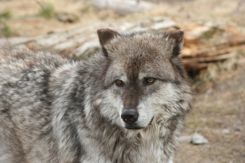 Canis Lupus (Wolf)