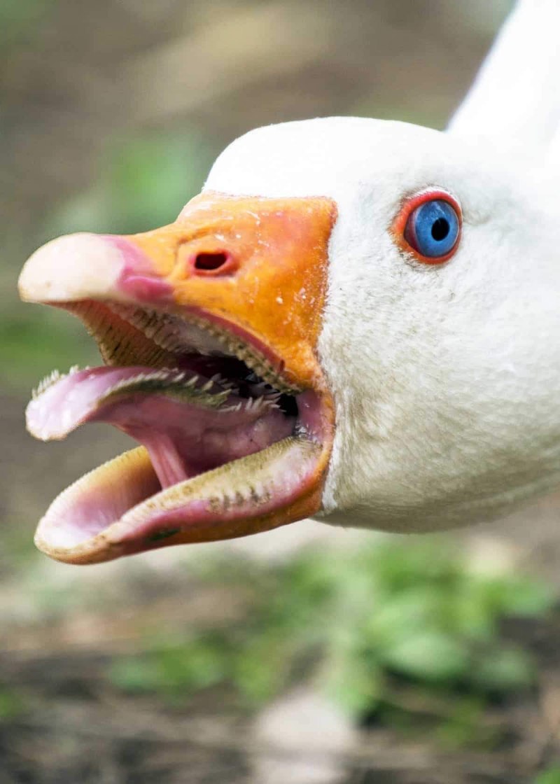 Зубы гуся