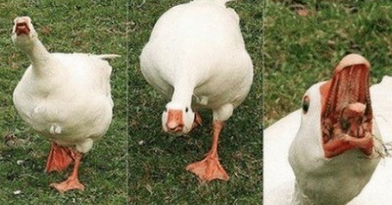 Забавный Гусь