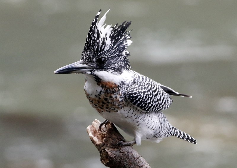Megaceryle lugubris