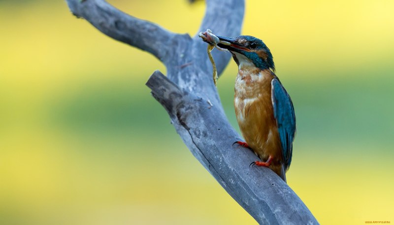 Ceryle torquata