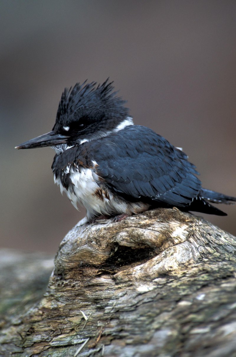 Grafisia torquata