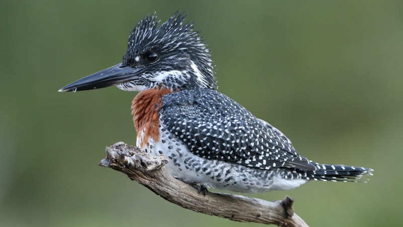 Megaceryle lugubris