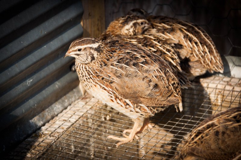 Перепел Coturnix Coturnix