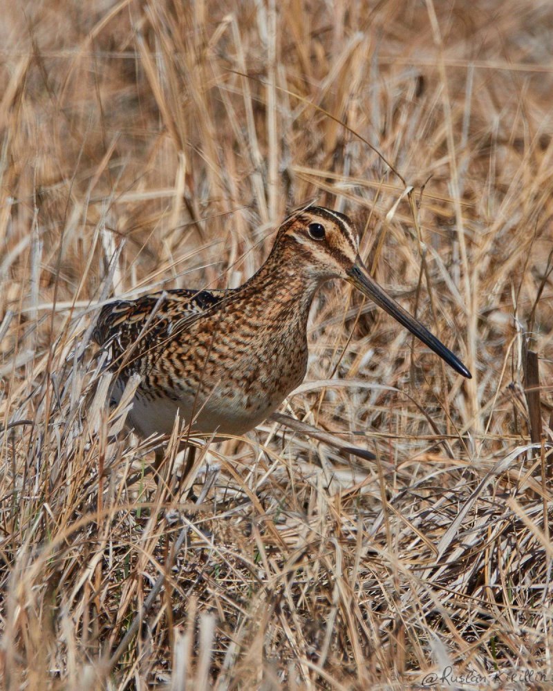 Бекас – Gallinago Gallinago