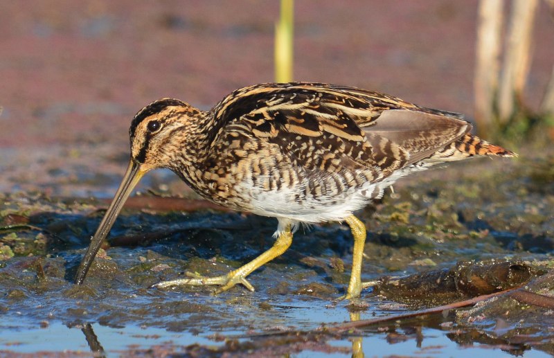 The common Snipe (Gallinago Gallinago)