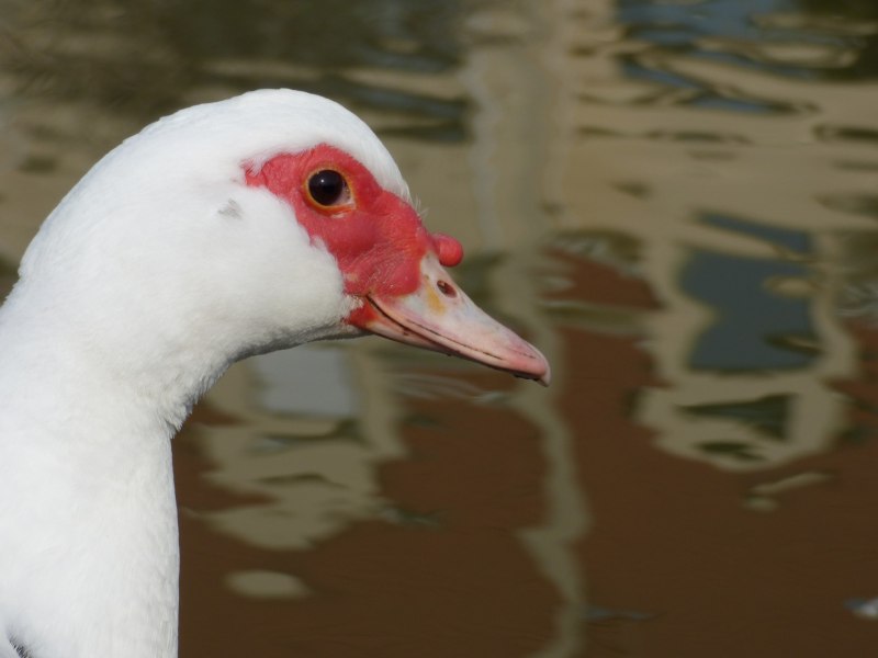 Green Goose head