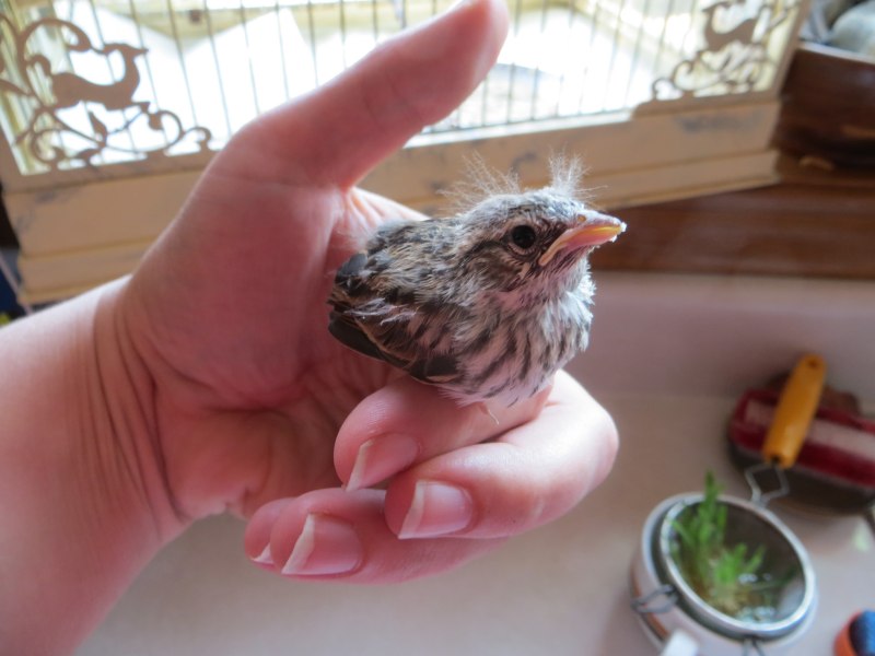 Galliformes птенцы