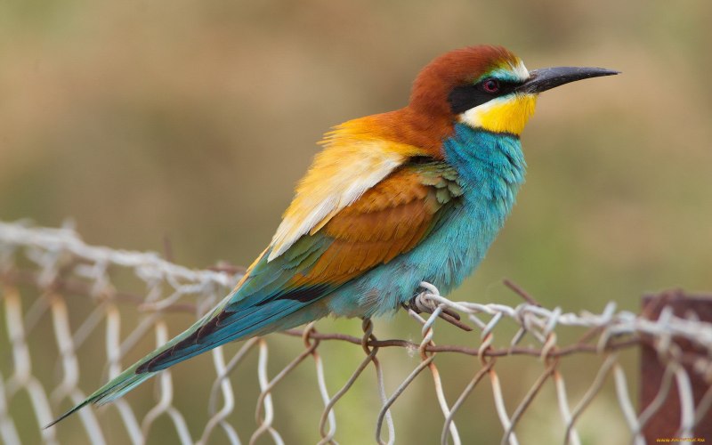 Merops apiaster птица