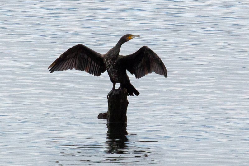 Больших Бакланов (Phalacrocorax Carbo)