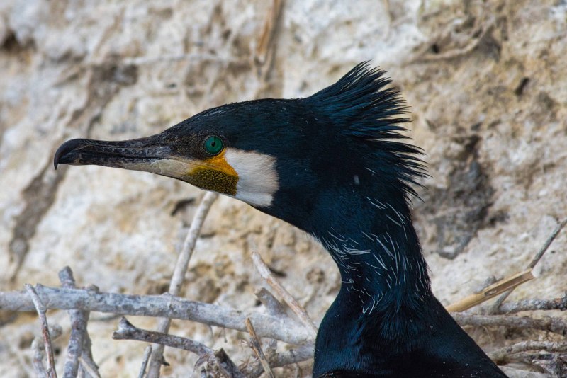 Phalacrocorax Carbo птица