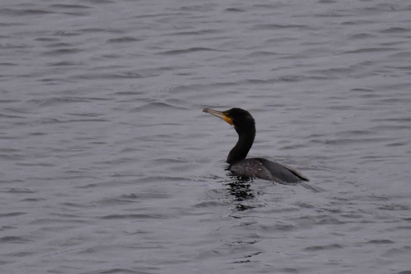 Phalacrocorax Carbo птица