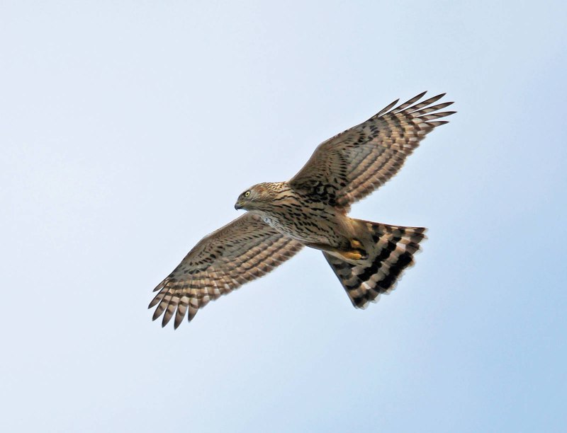 Northern Goshawk