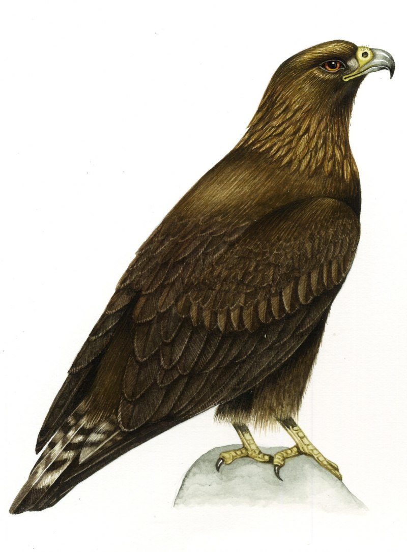 Criminal Golden Eagle