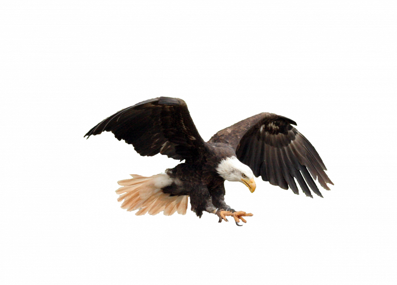 Беркут Aquila chrysaetos на белом фоне