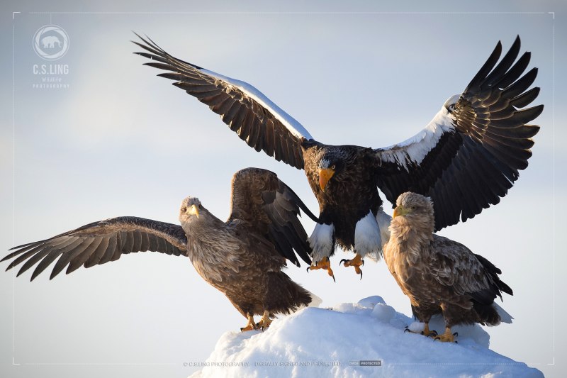 7. Беркут-Aquila chrysaetos