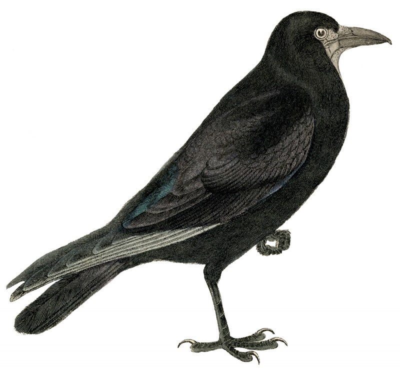 Caligo Jackdaw