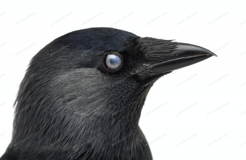 Jackdaw vector