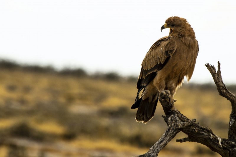 Diurnal Birds