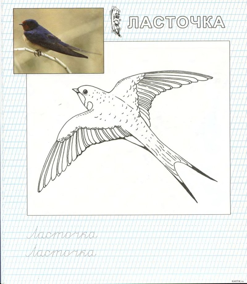 Птичка Ласточка раскраска