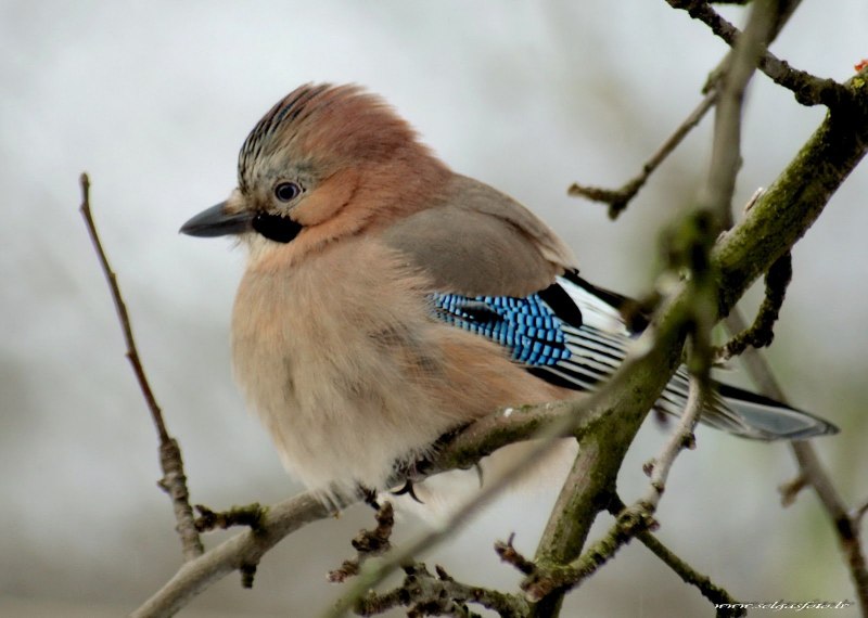 Garrulus glandarius птенец
