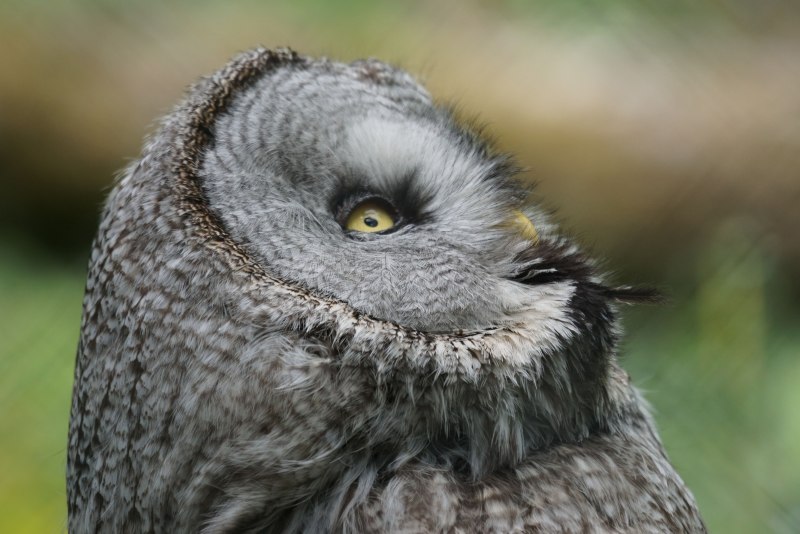 Strix Сова