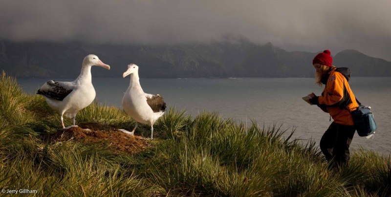 Scientist on Bird Island