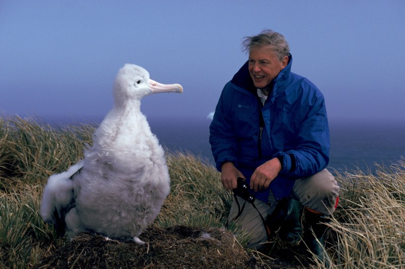 Альбатроса птицы рядом с человеком (49 фото)