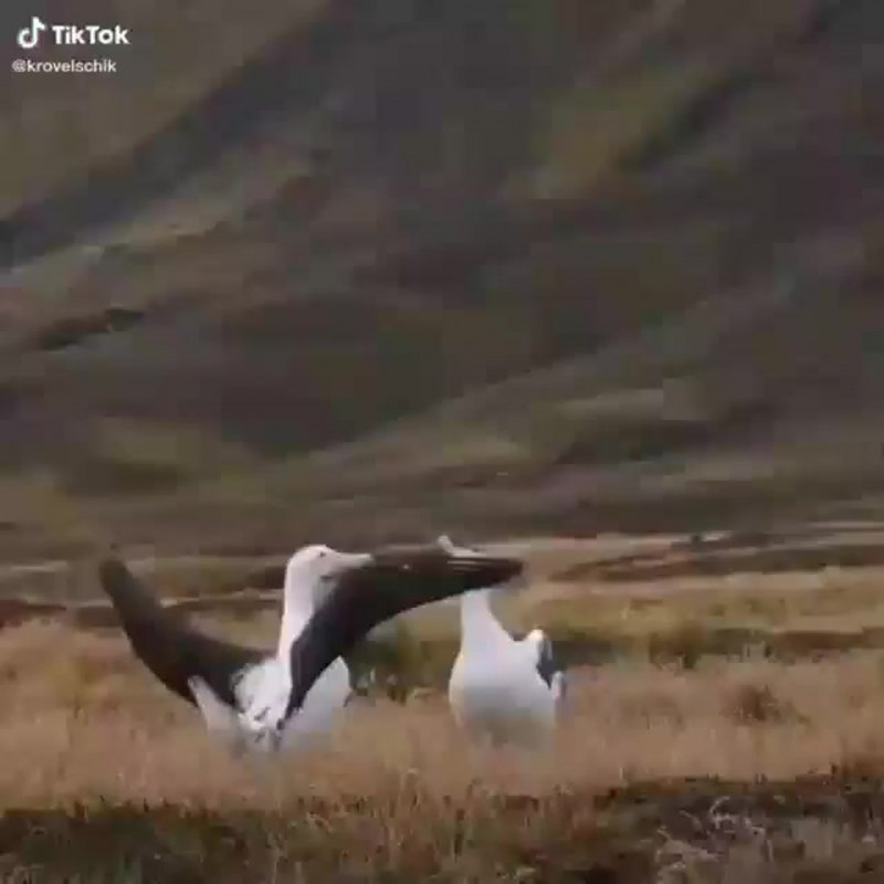 Альбатрос размножаются местность