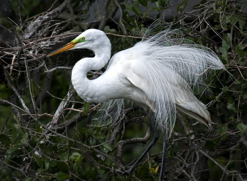 Great Blue Heron