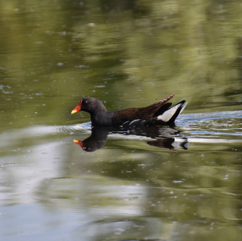 Камышница Gallinula chloropus