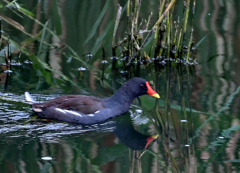 146. Камышница (Gallinula chloropus)