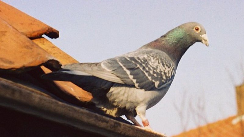 Бухарский барабанщик голубь фото