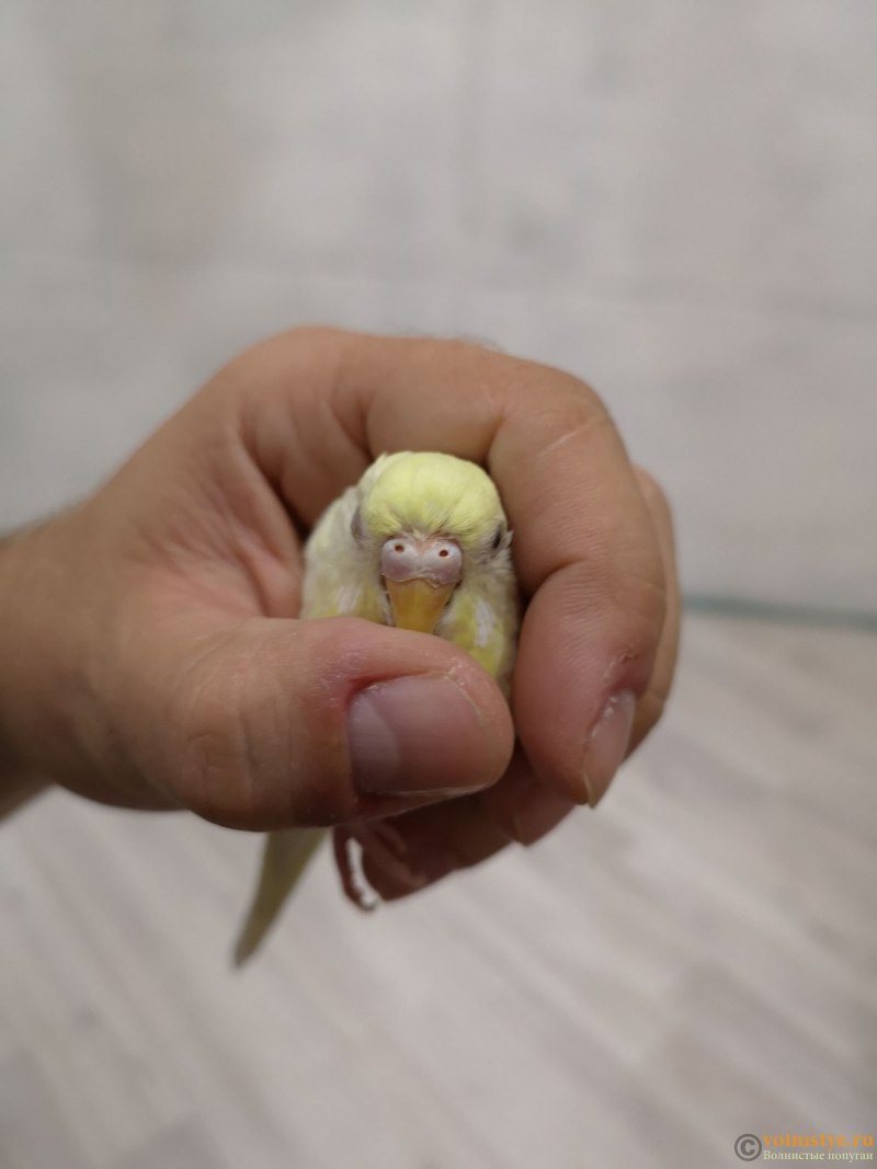 У попугайчика опух глаз