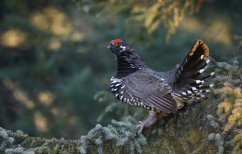 Тетеревиные Tetraonidae