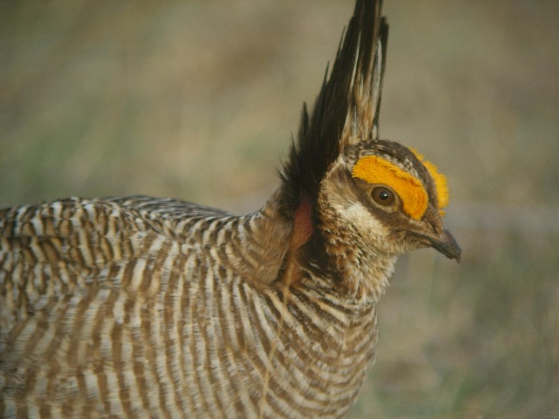 Рябчик (Bonasa bonasia)