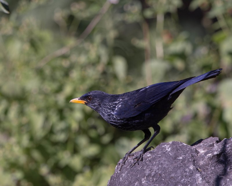 Лиловый Дрозд (Myophonus caeruleus)